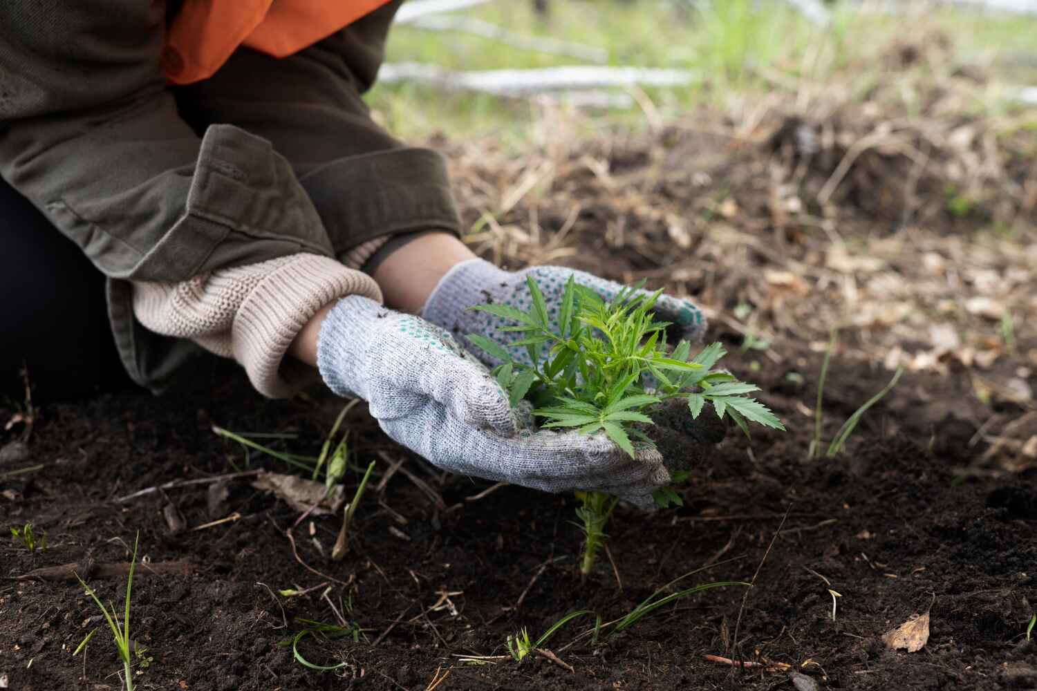 The Steps Involved in Our Tree Care Process in Amarillo, TX